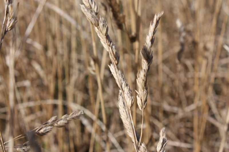Nieuw-Zeeland 2011 - 1162